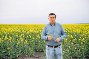 Agronomist with rape in hands. Field of wheat on background photo