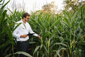 joven agrónomo sostiene tableta toque almohadilla computadora en el soja campo y examinando cultivos antes de cosecha. agronegocios concepto. agrícola ingeniero en pie en un soja campo con un tableta en verano. foto