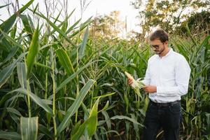 contento granjero en el campo comprobación maíz plantas durante un soleado verano día, agricultura y comida producción concepto. foto