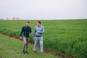 dos agricultores en un campo examinando trigo cultivo. foto