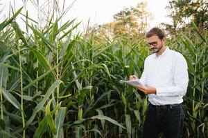 Happy farmer in the field checking corn plants during a sunny summer day, agriculture and food production concept. photo