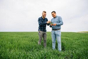 Two farmer standing in a wheat field with green wheat in hands., they are examining corp. Young handsome agronomist. Agribusiness concept. agricultural engineer standing in a wheat field. photo