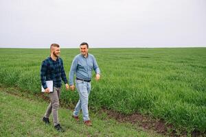 Two farmers in a field examining wheat crop. photo