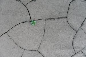 Grey cracked earth ground from drought disaster cause from weather change. The global warming and greenhouse effect cause of agricultural production is reduced photo