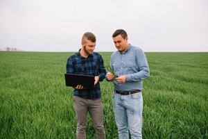Two farmer standing in a wheat field and looking at laptop, they are examining corp. Young handsome agronomist. Agribusiness concept. agricultural engineer standing in a wheat field. photo