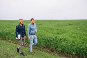 Two farmers in a field examining wheat crop. photo