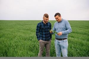 Two farmer standing in a wheat field with green wheat in hands., they are examining corp. Young handsome agronomist. Agribusiness concept. agricultural engineer standing in a wheat field. photo