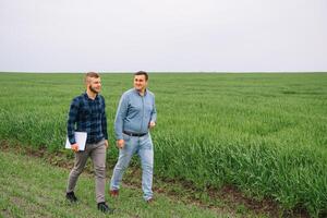 dos agricultores en un campo examinando trigo cultivo. foto