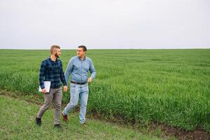 dos agricultores en un campo examinando trigo cultivo. foto