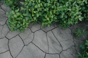 background with cracked soil and soybean field. Drought in agriculture. top view of drought in soy field with cracked soil photo