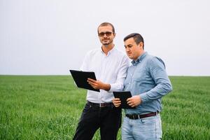 Two farmer standing in a wheat field and looking at tablet, They are examining corp photo