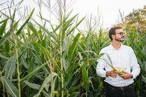 contento granjero en el campo comprobación maíz plantas durante un soleado verano día, agricultura y comida producción concepto. foto