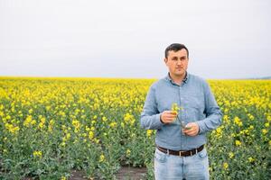 Agronomist with rape in hands. Field of wheat on background photo