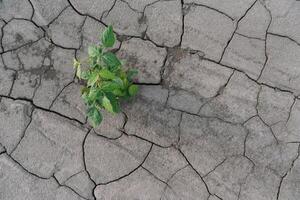 background with cracked soil and soybean field. Drought in agriculture. top view of drought in soy field with cracked soil photo