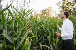 contento granjero en el campo comprobación maíz plantas durante un soleado verano día, agricultura y comida producción concepto. foto