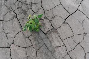 background with cracked soil and soybean field. Drought in agriculture. top view of drought in soy field with cracked soil photo