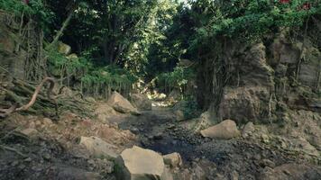 enrolamento sujeira estrada através floresta com árvores e pedras. montanha caminho video