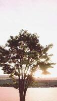 zonsondergang gloed achter weelderig boom door waterkant video