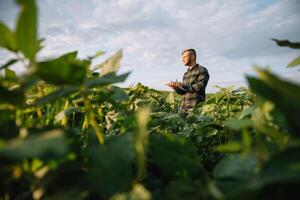 Agronomist inspecting soya bean crops growing in the farm field. Agriculture production concept. Agribusiness concept. agricultural engineer standing in a soy field photo