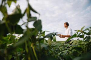 Young farmer in filed examining soybean corp. He is thumbs up photo