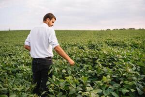 Agronomist inspecting soya bean crops growing in the farm field. Agriculture production concept. Agribusiness concept. agricultural engineer standing in a soy field photo