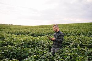 Young agronomist holds tablet touch pad computer in the soy field and examining crops before harvesting. Agribusiness concept. agricultural engineer standing in a soy field with a tablet in summer. photo
