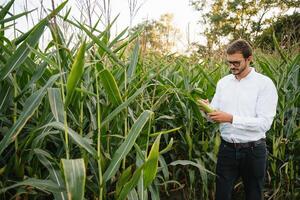 Happy farmer in the field checking corn plants during a sunny summer day, agriculture and food production concept. photo