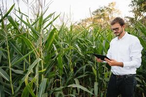 contento granjero en el campo comprobación maíz plantas durante un soleado verano día, agricultura y comida producción concepto. foto