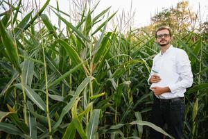 contento granjero en el campo comprobación maíz plantas durante un soleado verano día, agricultura y comida producción concepto. foto