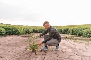 background with cracked soil and soybean field. Drought in agriculture. top view of drought in soy field with cracked soil photo