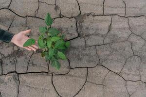 background with cracked soil and soybean field. Drought in agriculture. top view of drought in soy field with cracked soil photo