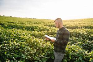 Young farmer in filed examining soybean corp. He is thumbs up. photo