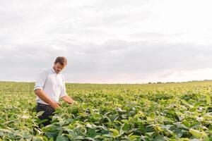 Young farmer in filed examining soybean corp. He is thumbs up photo