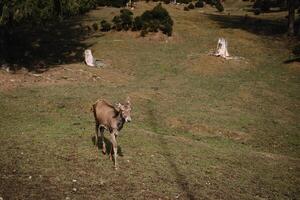 deer in the wild photo