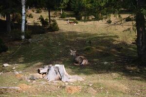 deer in the wild photo