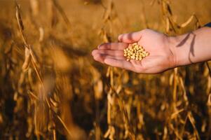 Close up of farmer's hand holding ripe soybean pod in cultivated field. photo