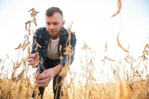 agrónomo inspeccionando soja frijol cultivos creciente en el granja campo. agricultura producción concepto. joven agrónomo examina haba de soja cosecha en campo. granjero en haba de soja campo. foto