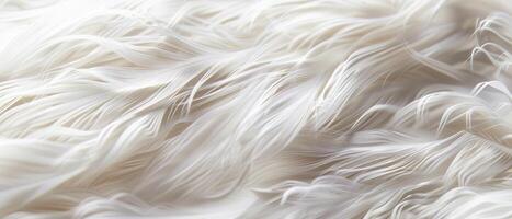 Soft White Feather Texture photo