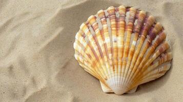 Scallop Shell on Sandy Beach photo