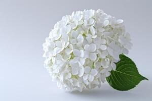 blanco hortensia floración cerca arriba foto