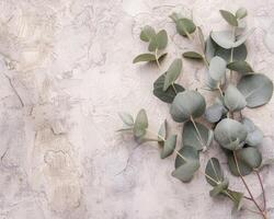 Eucalyptus Branches on Textured Wall photo