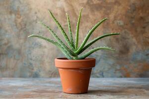 Aloe Vera Plant in Clay Pot photo