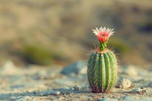 Desierto cactus con rosado florecer foto