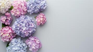 Assorted Hydrangeas on Neutral Background photo