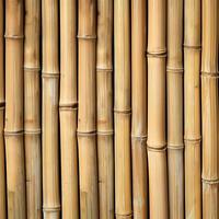 Vertical Bamboo Stalks Full Frame photo