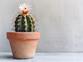 Blooming Cactus in Terracotta Pot photo