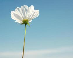 Single Cosmos Flower Against Sky photo