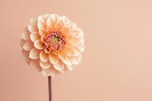 Peach Dahlia Flower Isolated photo