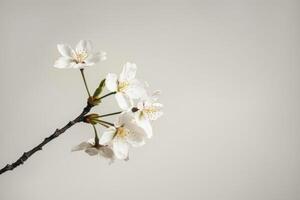 Pristine White Cherry Blossoms photo