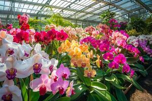 Orchid Extravaganza in Greenhouse photo
